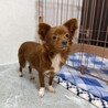 好奇心旺盛なチワプー♪ 多頭飼育崩壊から保護 サムネイル4