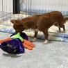 好奇心旺盛なチワプー♪ 多頭飼育崩壊から保護 サムネイル5