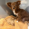 好奇心旺盛なチワプー♪ 多頭飼育崩壊から保護 サムネイル7