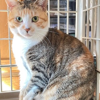 �ۂ��邢����̉��₩�ȎO�єL�̃~�[�R�����I