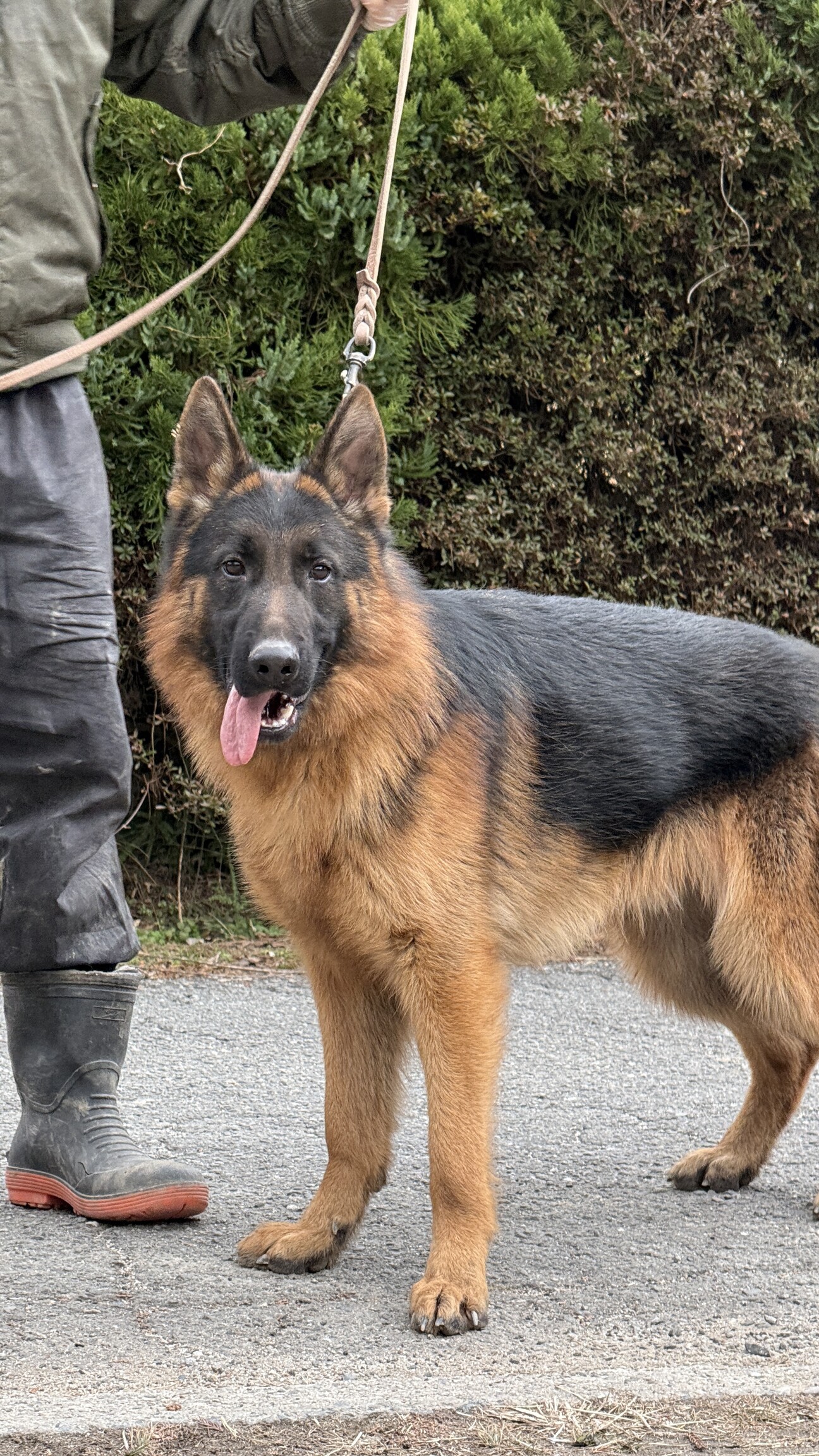 ジャーマンシェパード」三重県 - 犬の里親募集(535601) :: ペットの