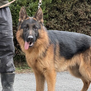 ジャーマンシェパード