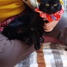 ☆ひかえめ黒猫女子♪2,3歳 くるりん団子尻尾☆☆ サムネイル3