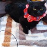 ☆ひかえめ黒猫女子♪2,3歳 くるりん団子尻尾☆☆ サムネイル5