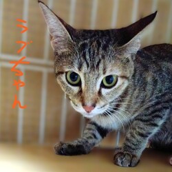 オープンシエルター譲渡会 サムネイル2