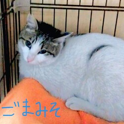 オープンシエルター譲渡会 サムネイル3