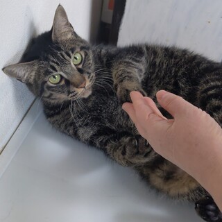 いつも傍に居たい添い寝の王者ブラックタイガーくん