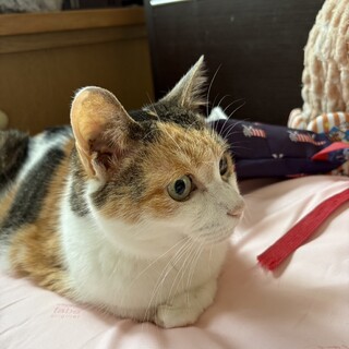 人馴れしている大人猫、みーちゃん