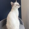 青い目のシャムmix‪‪❤︎‬ダノン君6ヶ月 サムネイル4
