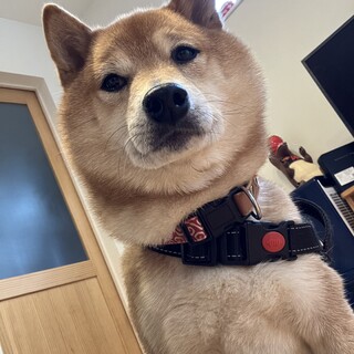 家族になってください