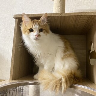 �ӂ�ӂ�?��??�t�����h���[�j�q�̃n�����N??