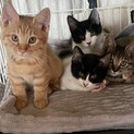 自分から助けて出来た猫さん！