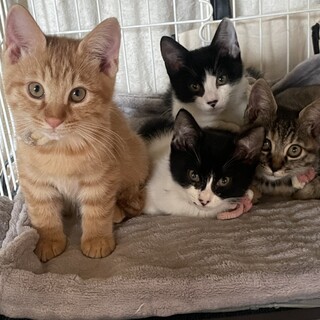 自分から助けて出来た猫さん！