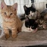 自分から助けて出来た猫さん！