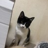 自分から助けて出来た猫さん！ サムネイル2
