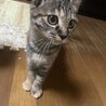 自分から助けて出来た猫さん！ サムネイル3