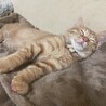 自分から助けて出来た猫さん！ サムネイル5