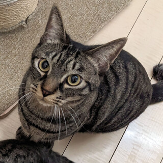 猛烈人懐っこい甘えん坊兄弟