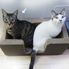 猛烈人懐っこい甘えん坊兄弟 サムネイル2
