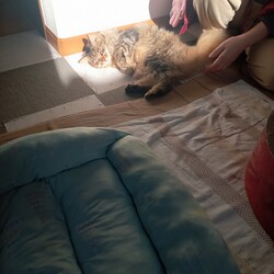 朝日を浴びながらグルーミング