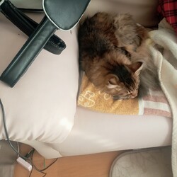 「朝日を浴びながらグルーミング」サムネイル2