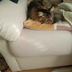 「朝日を浴びながらグルーミング」サムネイル3