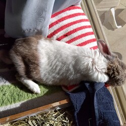 「2月６日 お昼寝」サムネイル3