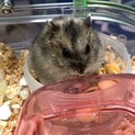 ハムスターの里親探してます