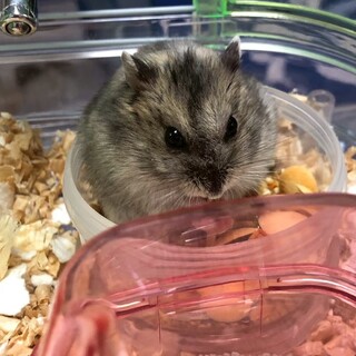 ハムスターの里親探してます