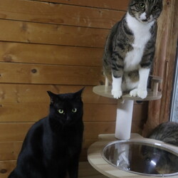 「猫の駅」保護猫譲渡会 サムネイル2