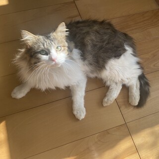 �X���X��?��??�Â���V�̃n�r���N 