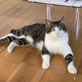 人馴れ◎陽気な男の子‪‪❤︎‬ロビン君