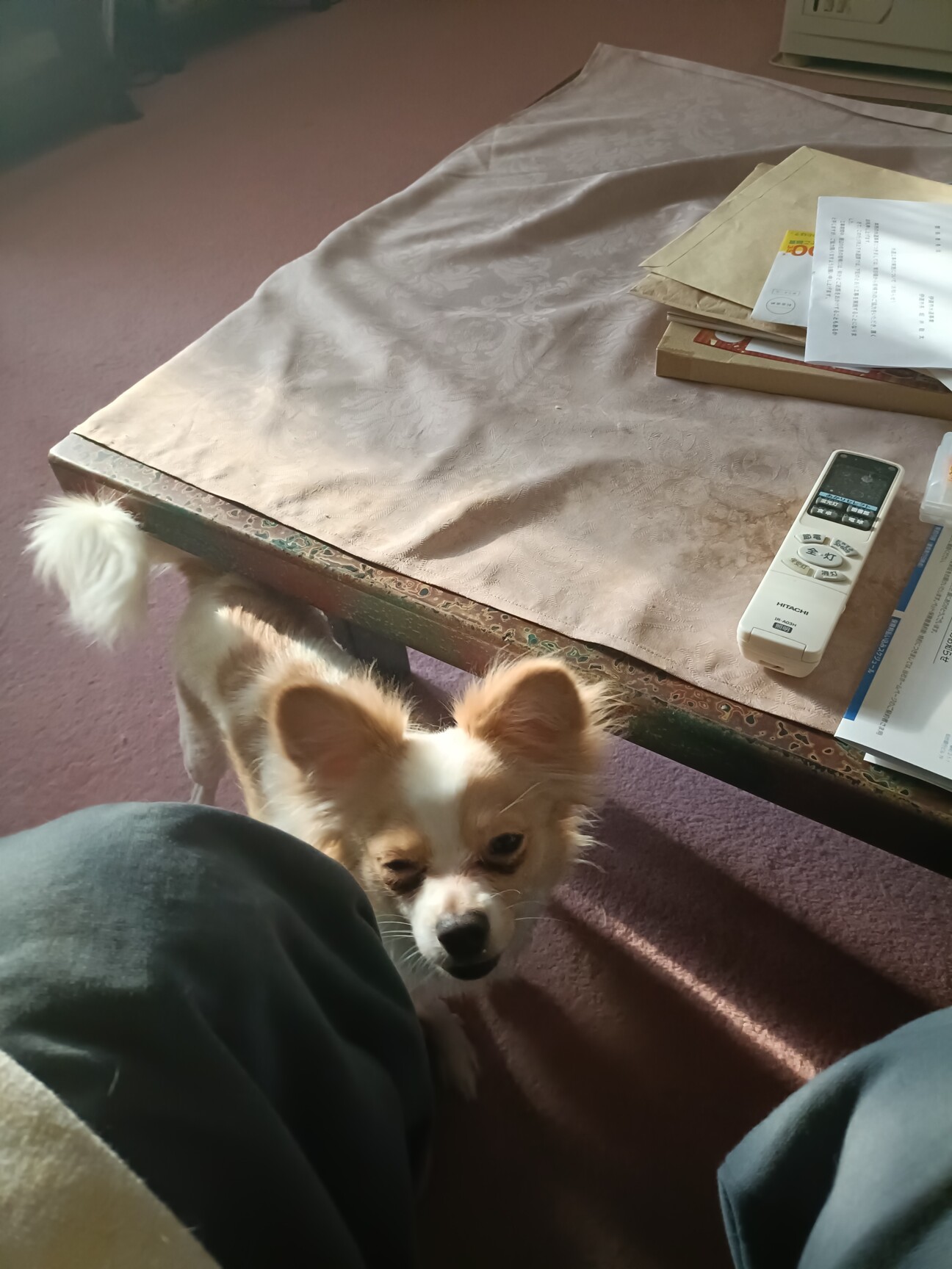 パピヨンとマルチーズのミ」北海道 - 犬の里親募集(535615