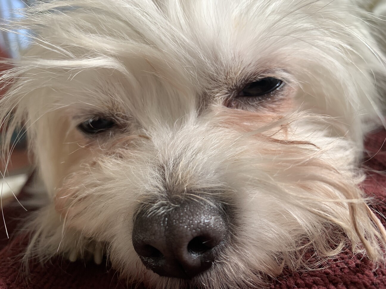 里親様決定いたしました。 サムネイル2