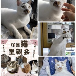 保護猫譲渡会