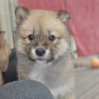 推定1.5ヶ月ふわもこ兄妹•女の子②