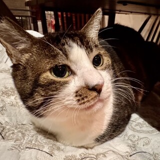 ご年配の方の一匹飼いに。甘えん坊白きじ君5歳