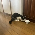 大人しい上品な猫です