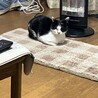 大人しい上品な猫です サムネイル3