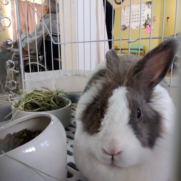 大福（老人福祉施設にいる里子）