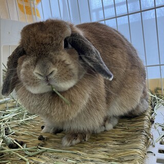 うさぎの里親さん募集中です。