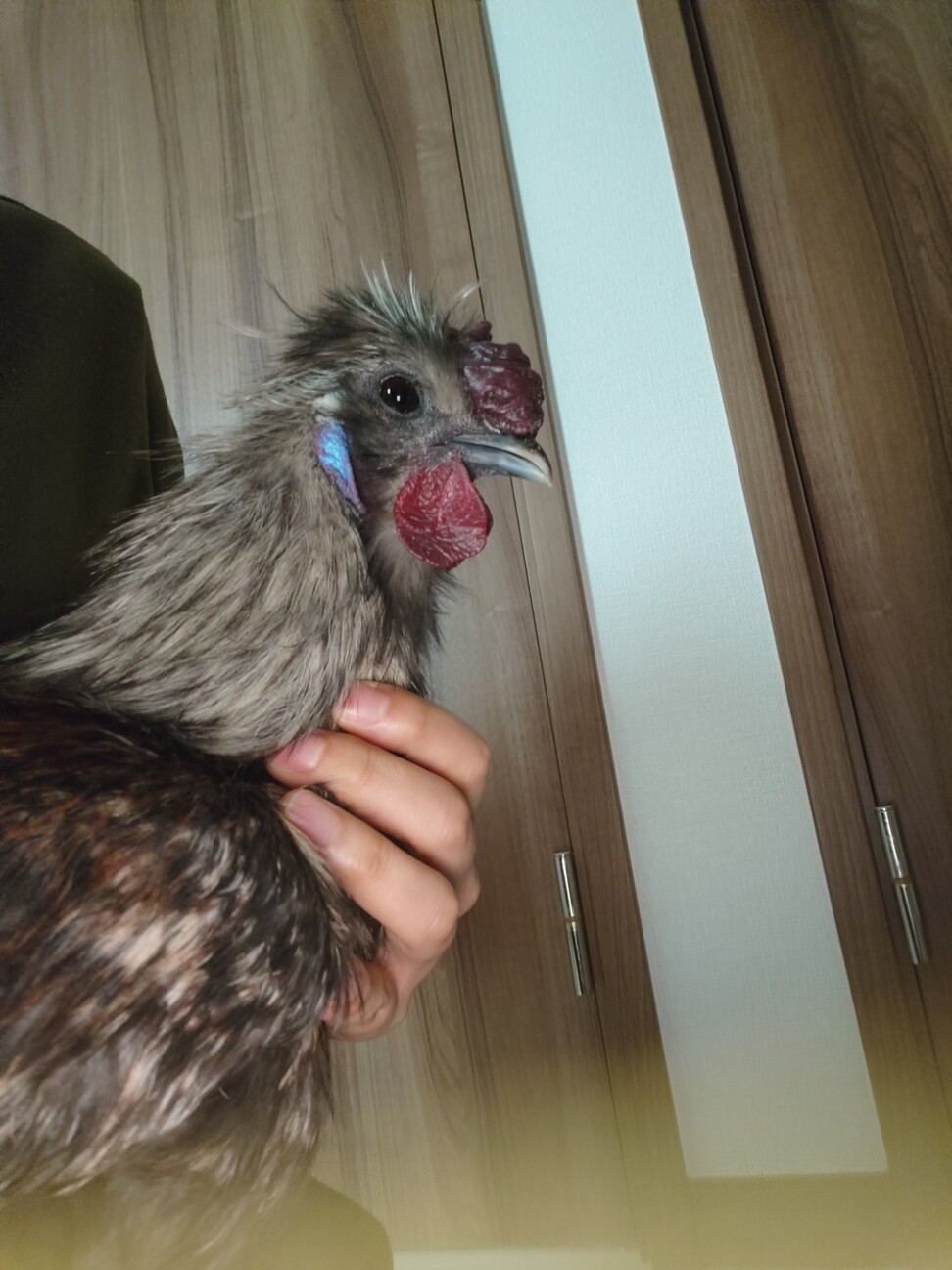 ニワトリ2羽」埼玉県 - 鳥の里親募集(535622) 3枚目の画像 :: ペットの