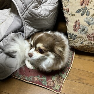 毛並み綺麗で可愛いチワワです