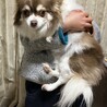 毛並み綺麗で可愛いチワワです サムネイル2