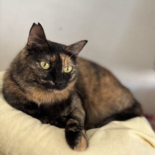 【2/14東銀座】華ちゃん★２歳♪