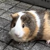 募集停止　至急！モルモットの譲り先募集 サムネイル4