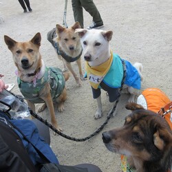 「犬の合宿所in高槻」の里親募集会 サムネイル2