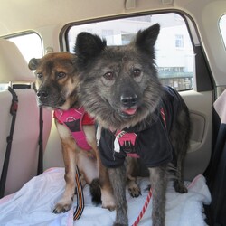 「犬の合宿所in高槻」の里親募集会 サムネイル3