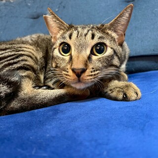 ෆ⃛明るくて元気ෆ⃛シモンくん