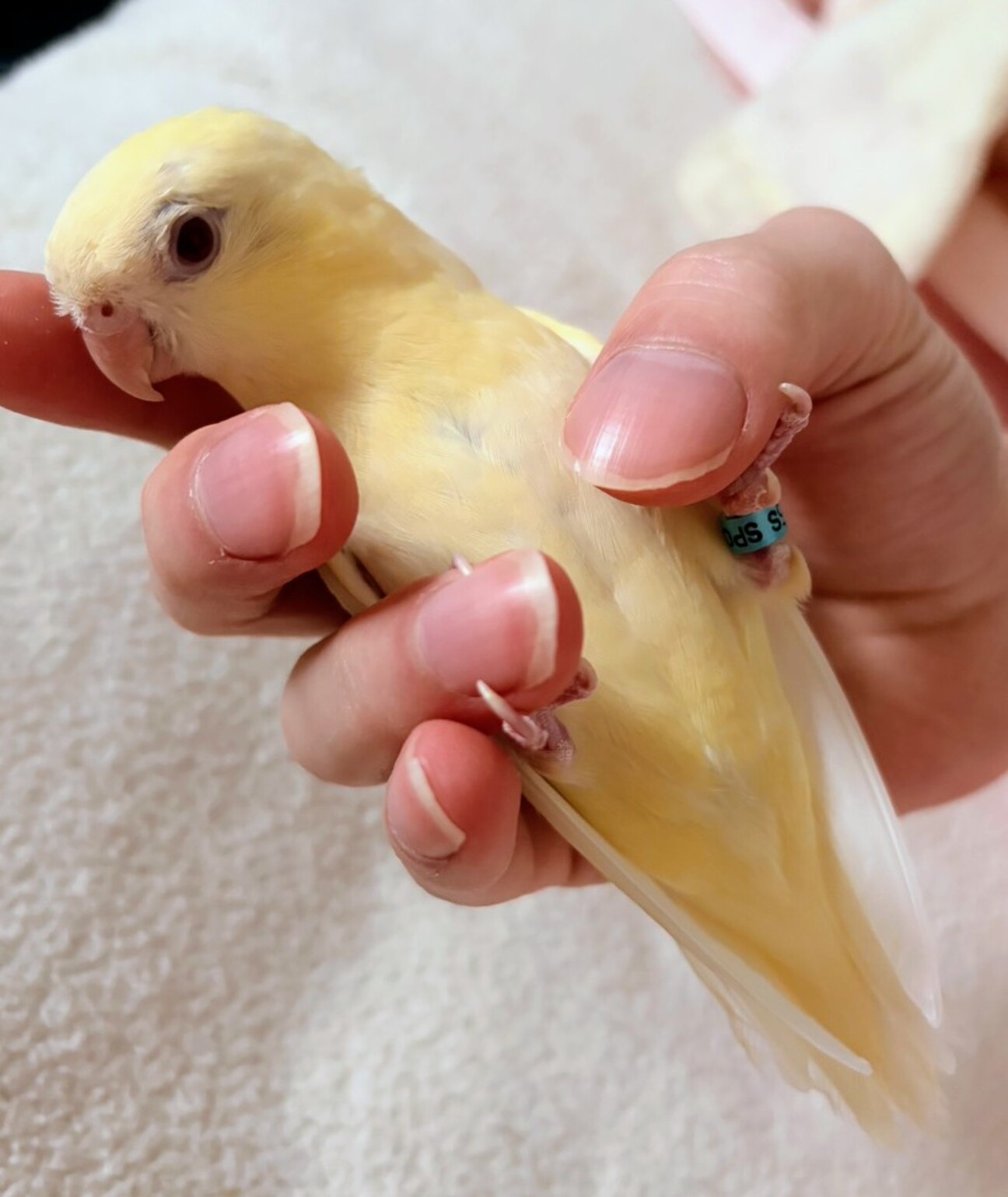 サザナミインコ（クリーム」東京都 - 鳥の里親募集(535626